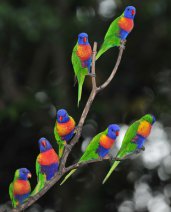 Perruches colorées sur branche